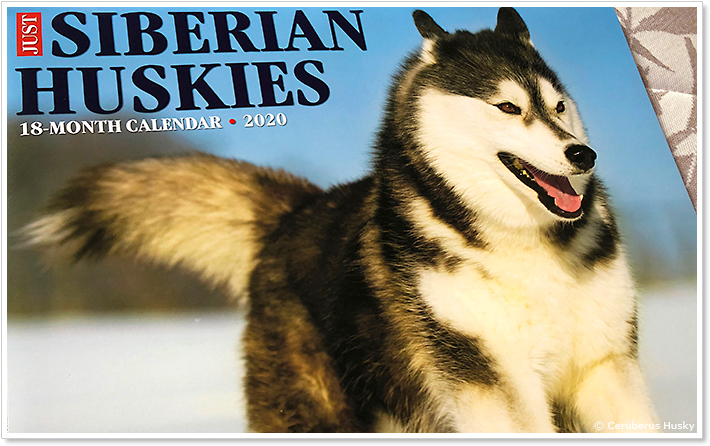 Just Siberian Huskies 2020 Calendar