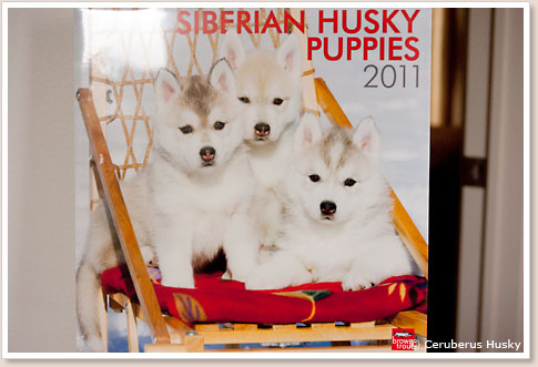 Siberian Husky Puppies 2011