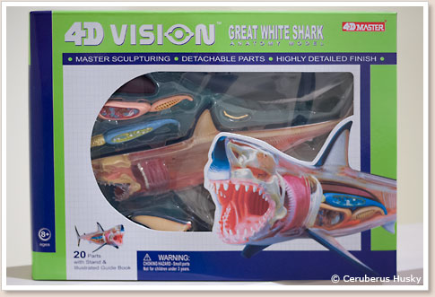 4D VISION ホホジロ鮫